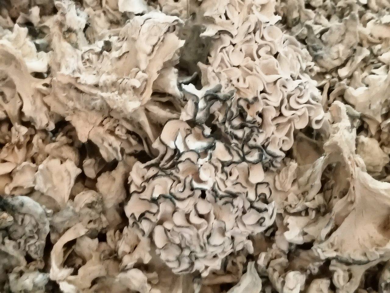 ENIGMA -  DESIGNER MUSHROOMS - GRADE AAAA+++++