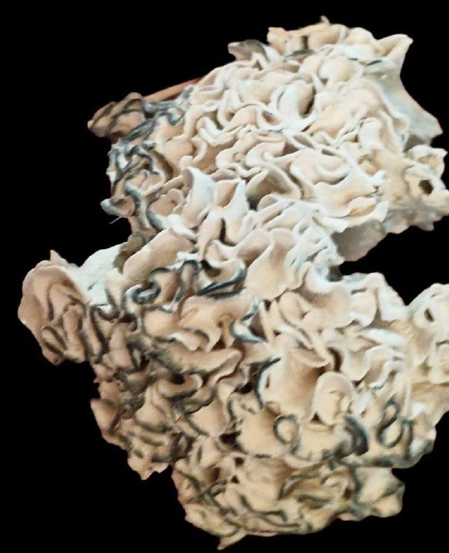 ENIGMA -  DESIGNER MUSHROOMS - GRADE AAAA+++++ contenido 3