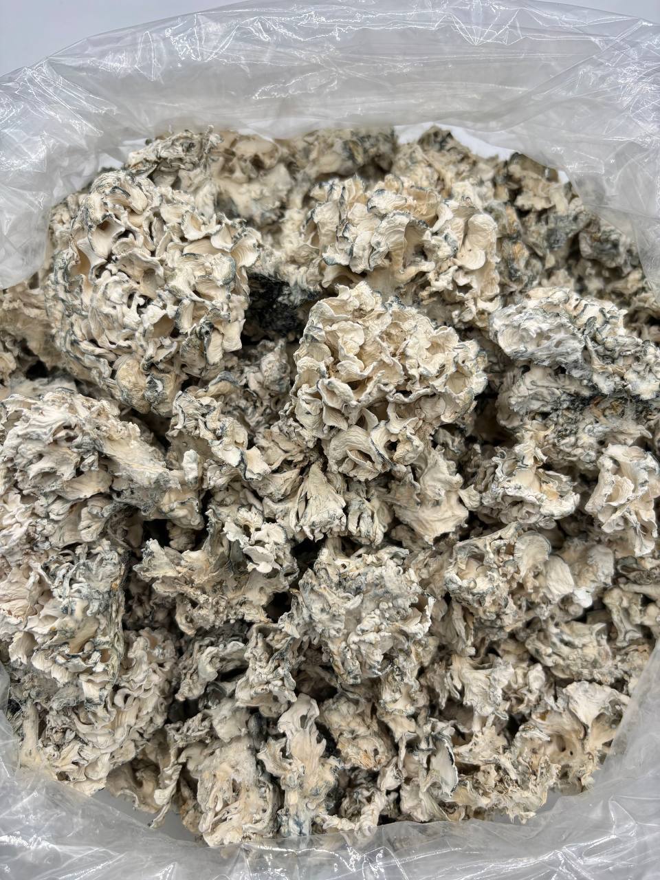 ENIGMA -  DESIGNER MUSHROOMS - GRADE AAAA+++++ contenido 4