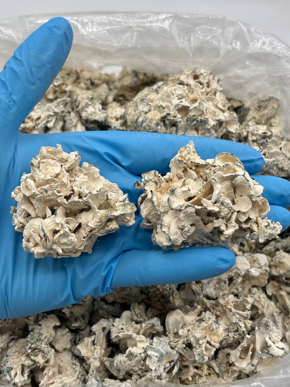 ENIGMA -  DESIGNER MUSHROOMS - GRADE AAAA+++++ contenido 5