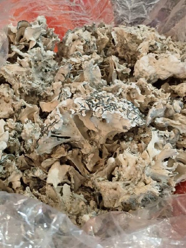 ENIGMA -  DESIGNER MUSHROOMS - GRADE AAAA+++++ contenido 6