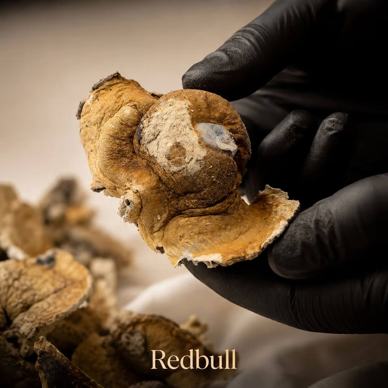 🛍 Shrooms | Red Bull 🐂