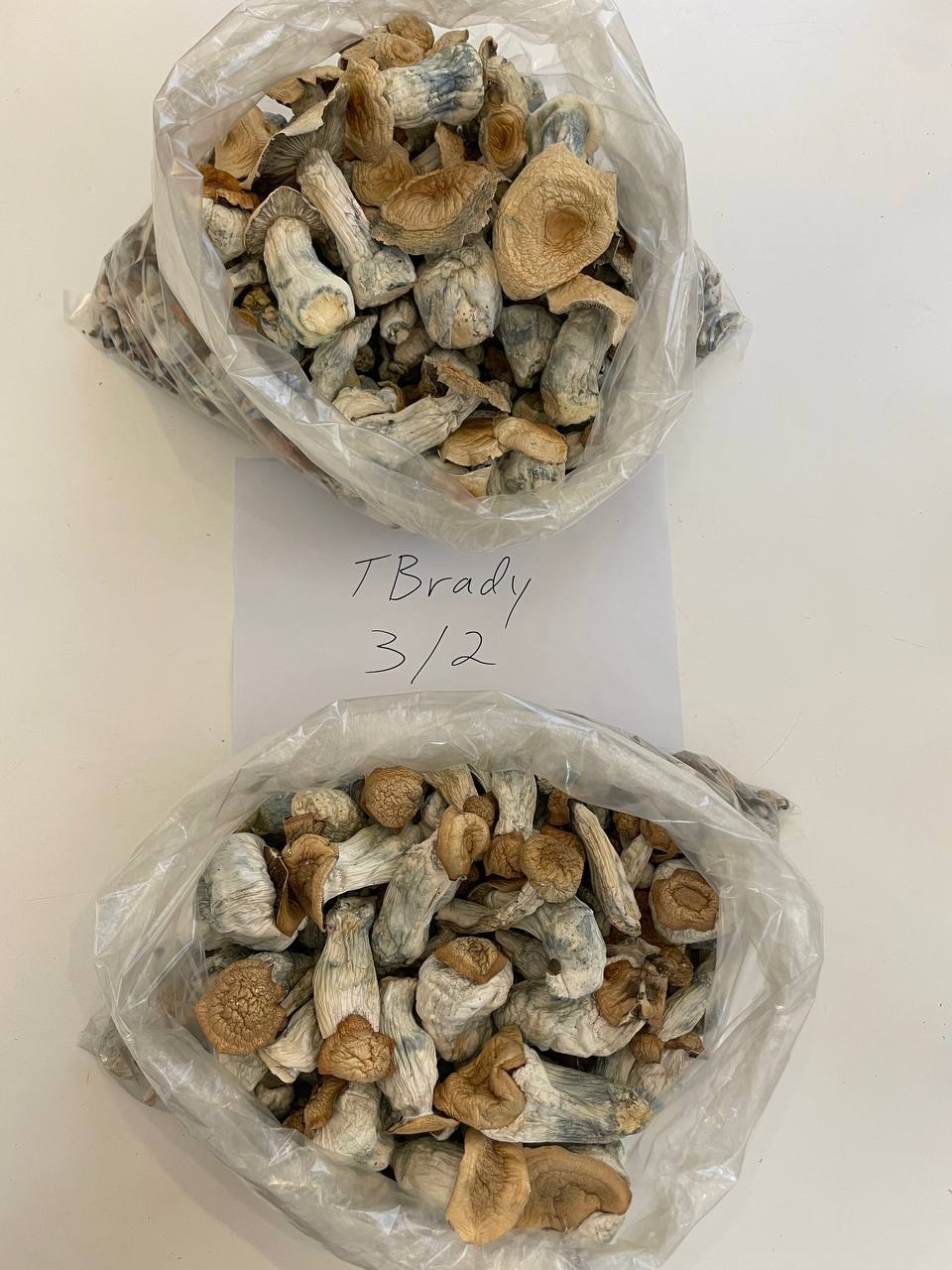 MUSHROOMS 🍄 PENIS ENVY