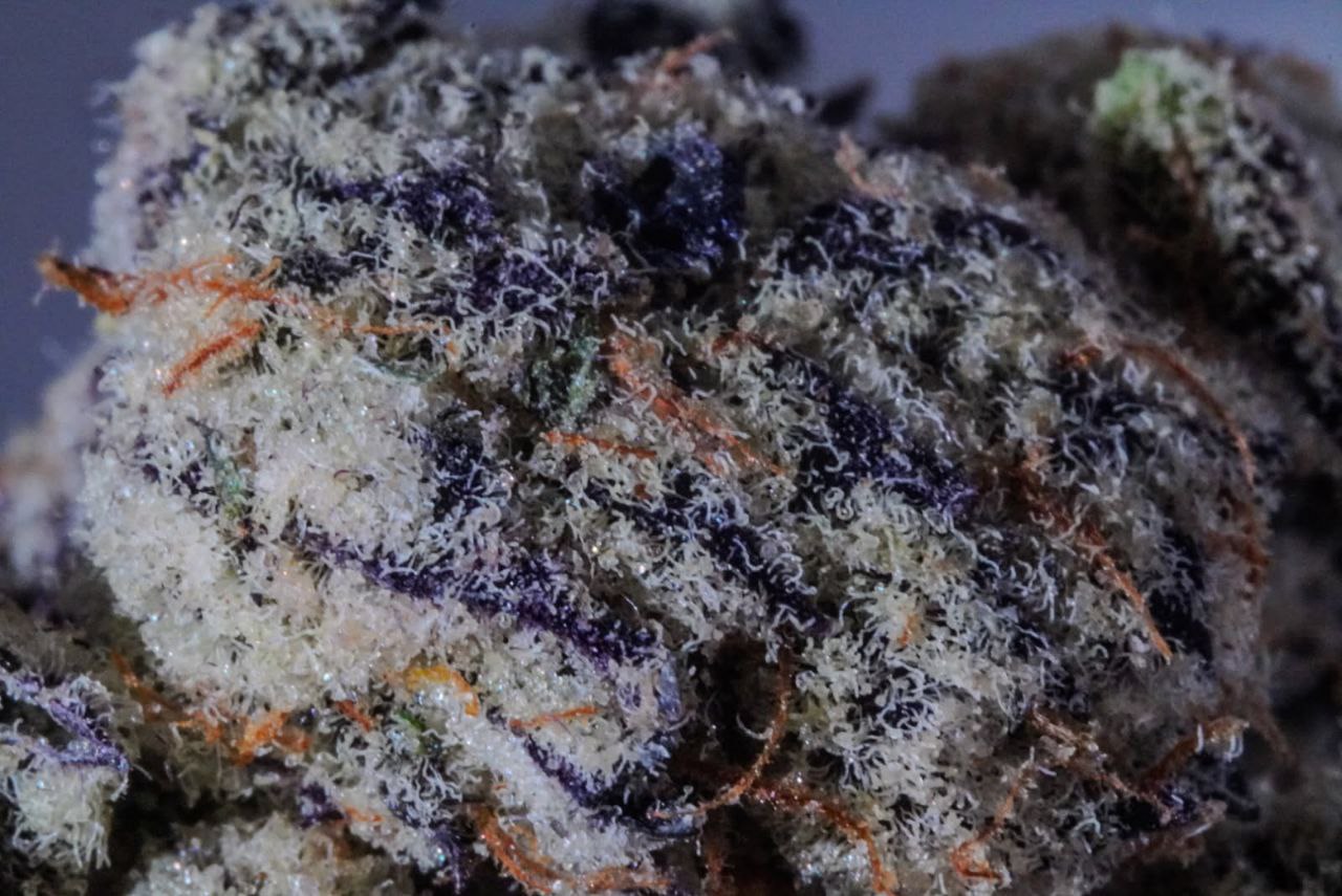 Fr don't sleep on chimera. Smells like caramel strawberry cheesecake. Shot taken with Sony a6700 for anyone curious. I'ma post reviews later on several strains I got.