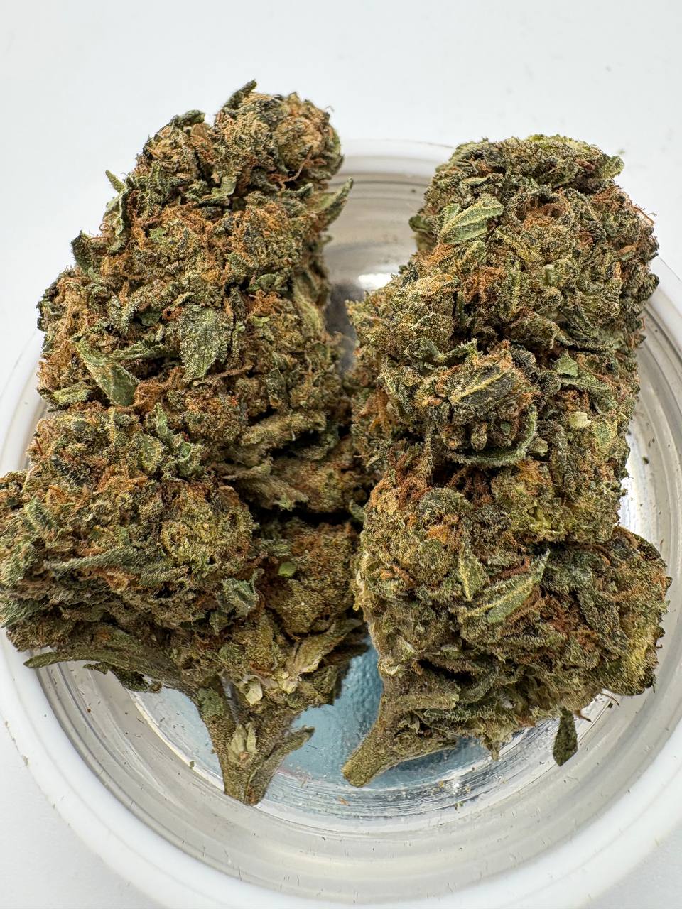 Gelato gang. 100/p rn